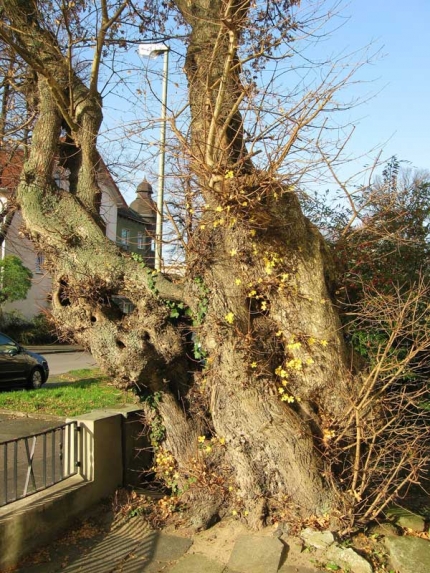 Bild 3 von Feldahorn am Tegelweg